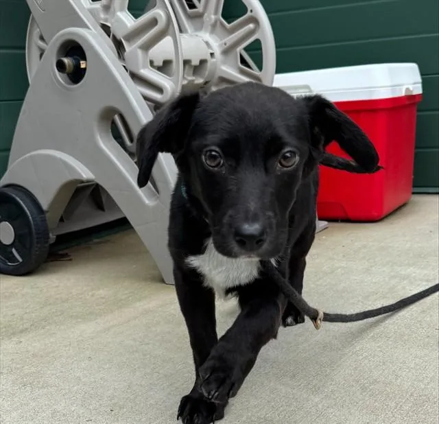 A baby small-sized male Labrador Retriever dog named Kit for adoption in Leesburg, VA