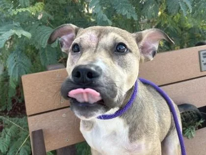 A young medium-sized female Yellow / Tan / Blond / Fawn Mixed Breed dog named Goblin for adoption in Georgetown, TX