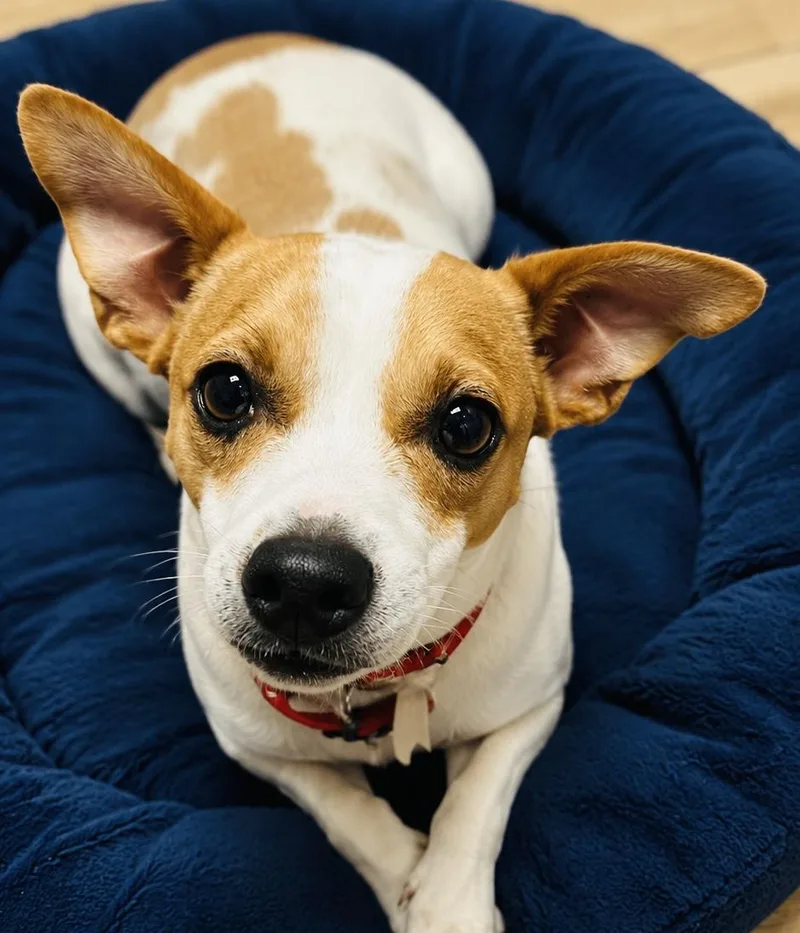 A young small-sized male Chihuahua dog named Jack for adoption in Boston, MA