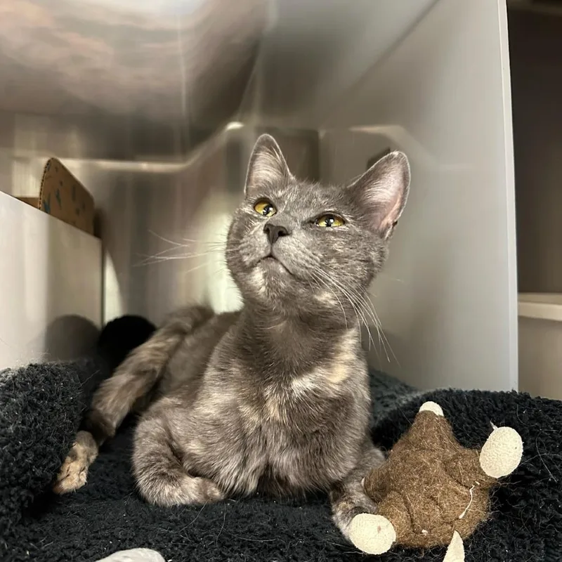 An adult medium-sized female Tortoiseshell Domestic Short Hair cat named Lindy for adoption in Santa Barbara, CA
