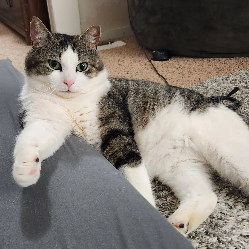 An adult medium-sized male Domestic Short Hair cat named Sasha for adoption in Rochester, NY