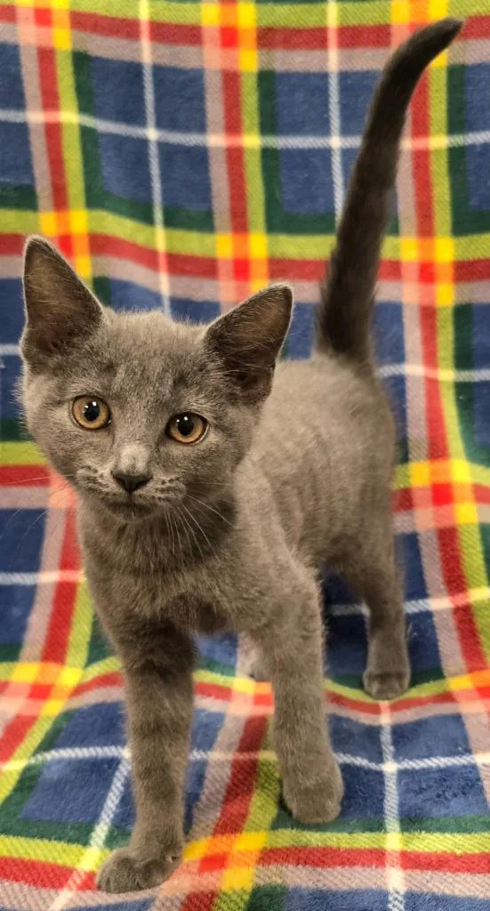 A baby small-sized female Domestic Short Hair cat named CeCe for adoption in Murphysboro, IL
