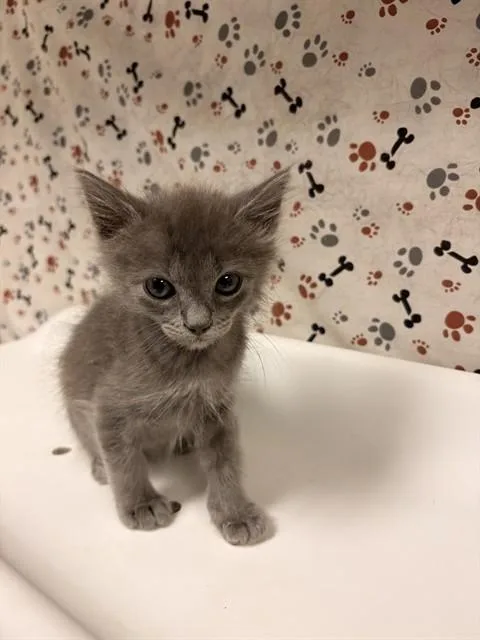 A baby small-sized male Domestic Short Hair cat named Milo for adoption in Riverside, CA