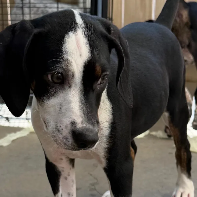 A baby medium-sized female Black German Shorthaired Pointer dog named Evie for adoption in Freeport, FL