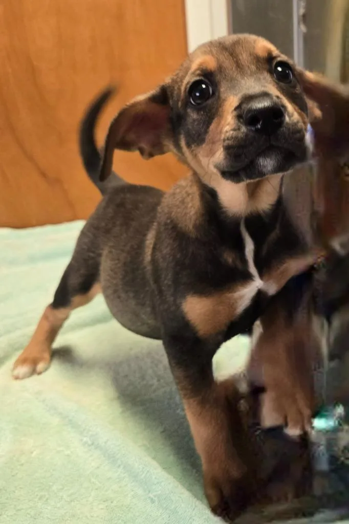 Piper