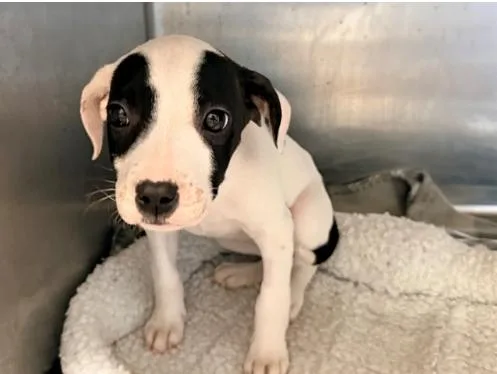 A baby large-sized female White / Cream Pit Bull Terrier dog named Biscotti for adoption in San Clemente, CA