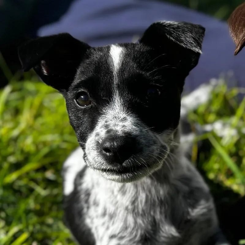 A baby medium-sized male Labrador Retriever dog named Sol for adoption in West Richland, WA