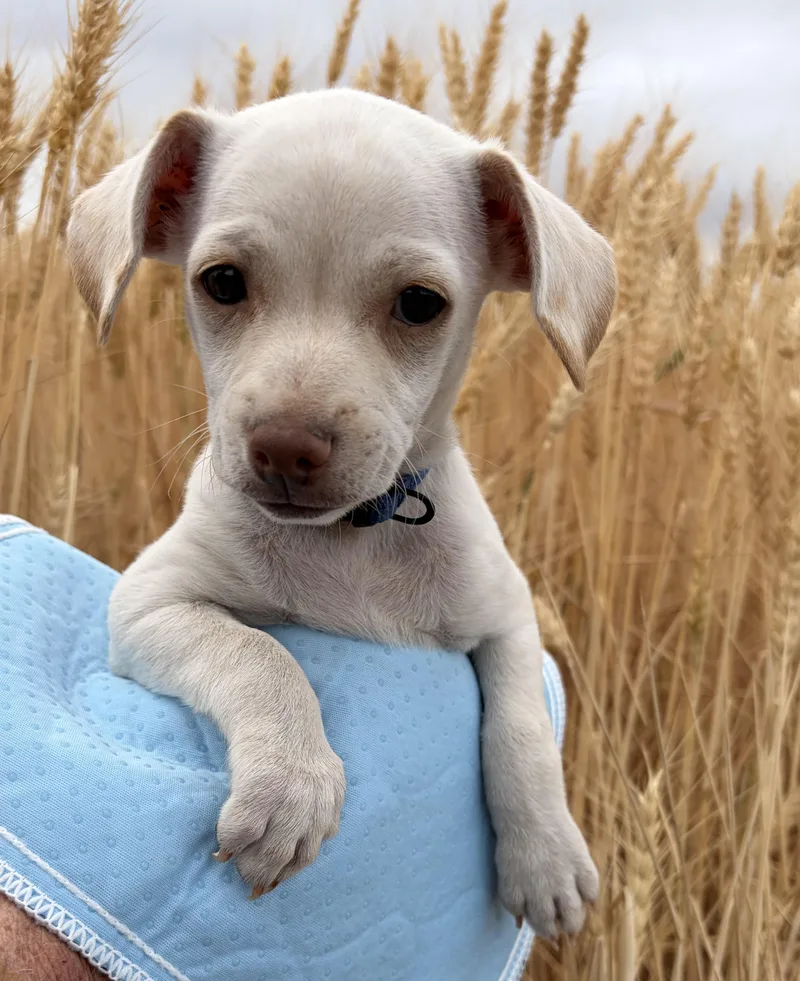 A baby small-sized male Apricot / Beige Chihuahua dog named Freddie for adoption in Ephrata, WA