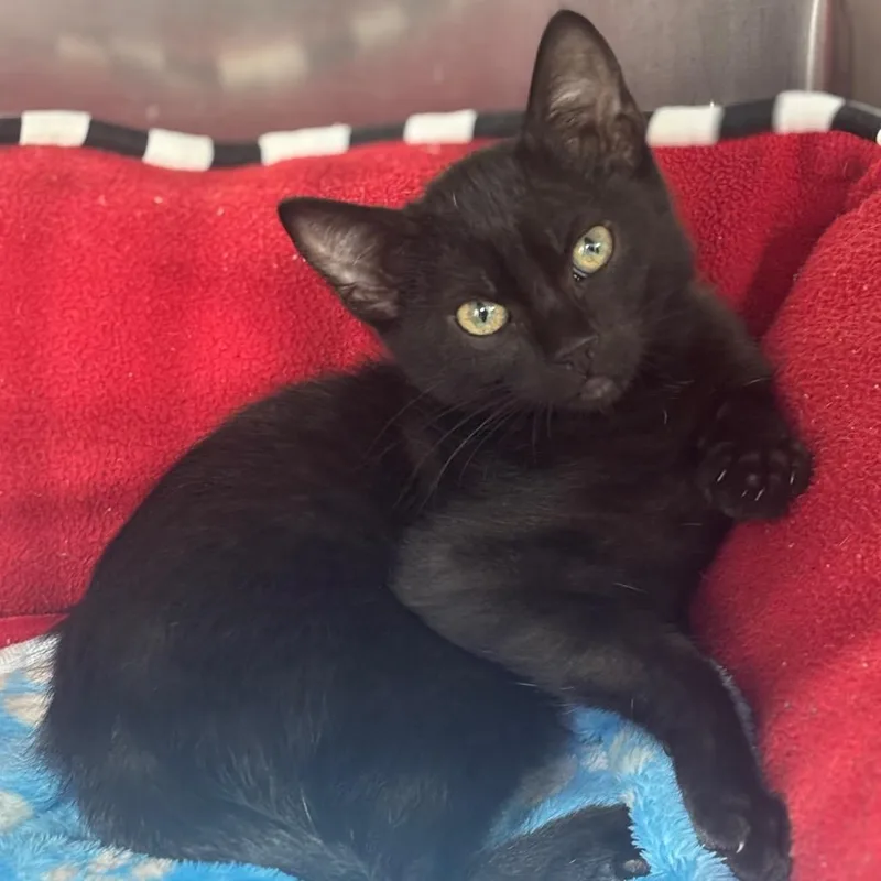 A young medium-sized male Black Domestic Short Hair cat named Corndog for adoption in Marshalltown, IA