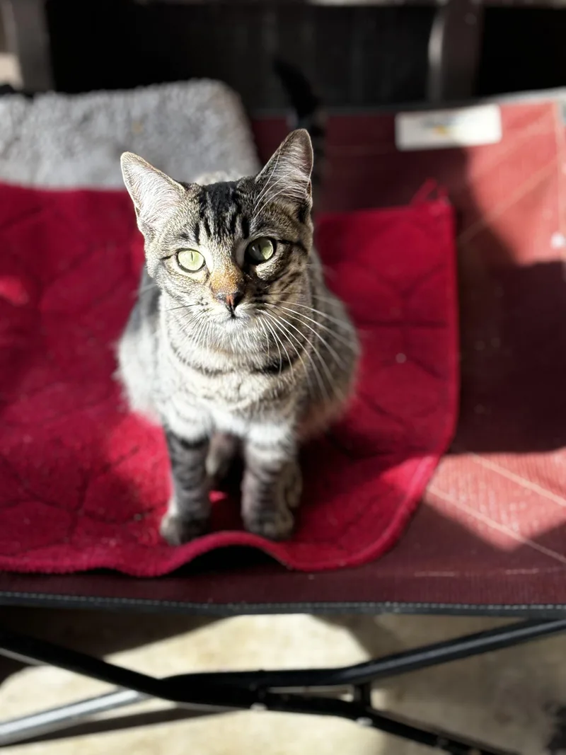 A young medium-sized female Tabby (Gray / Blue / Silver) Domestic Short Hair cat named Annie for adoption in Helendale, CA