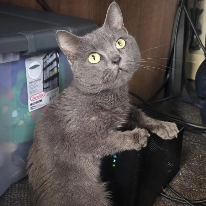 A senior small-sized male Gray / Blue / Silver Munchkin cat named Bubba Blue for adoption in Long Beach, MS