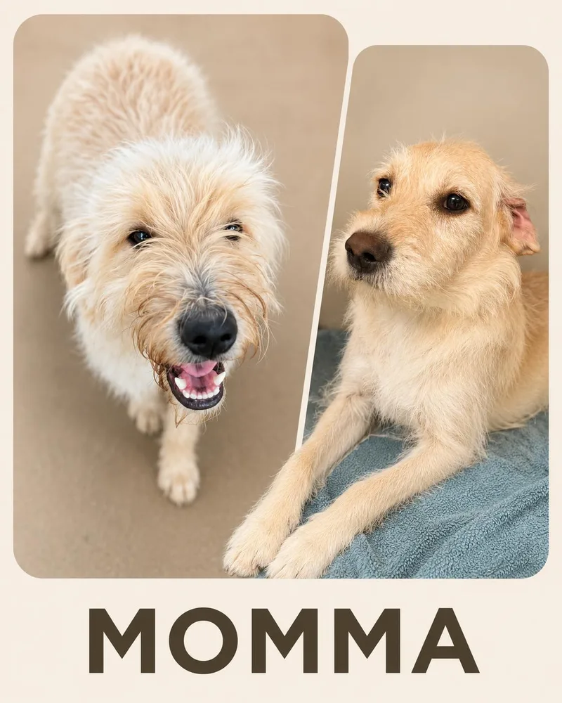 A young medium-sized female Apricot / Beige Border Terrier dog named Little Bit for adoption in White Lake, MI
