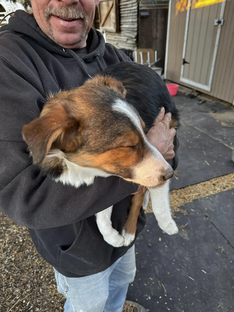 A baby medium-sized male Tricolor (Brown, Black, & White) Border Collie dog named Border Collie  Aussie for adoption in Bend, OR