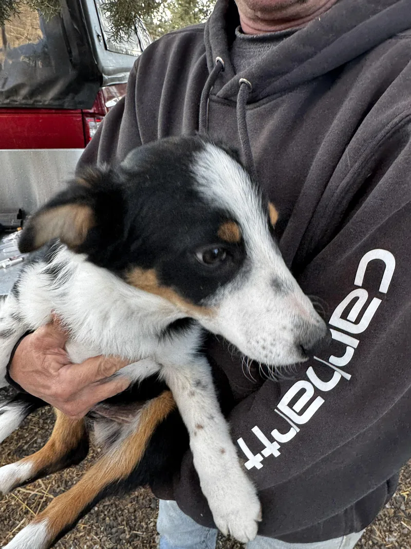 Border Collie  Aussie thumbnail 2