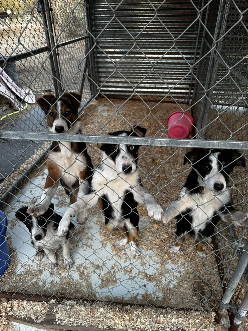 Border Collie  Aussie thumbnail 3