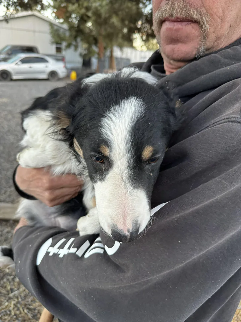 Border Collie  Aussie thumbnail 4