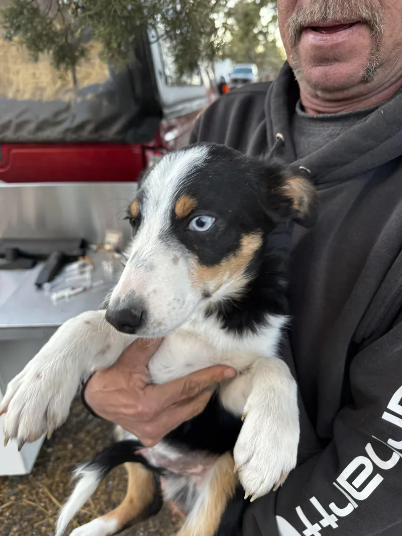 Border Collie  Aussie thumbnail 5
