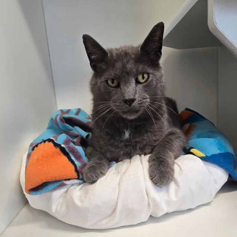 An adult extra large-sized male Gray / Blue / Silver Domestic Short Hair cat named Moses for adoption in Jasper, IN