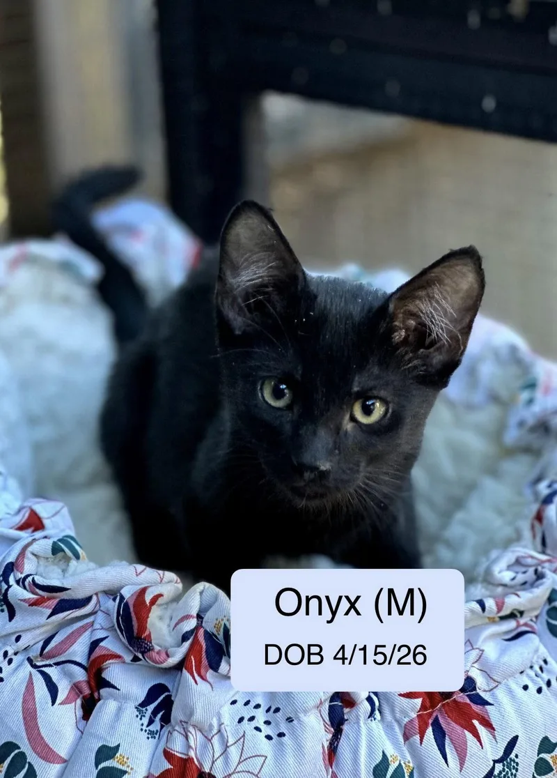 A baby medium-sized male Domestic Short Hair cat named Onyx for adoption in Vacaville, CA