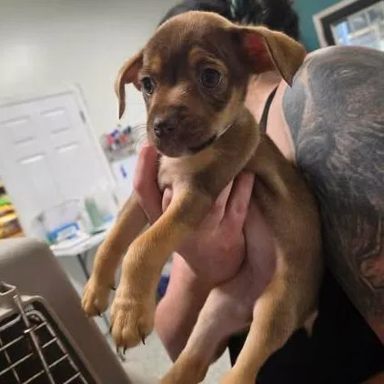 A baby small-sized female Brown / Chocolate Chihuahua dog named Maribone for adoption in Fredericksburg, VA