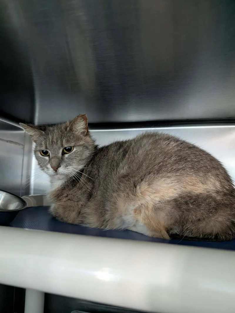 Angela: Visit At Petsmart
