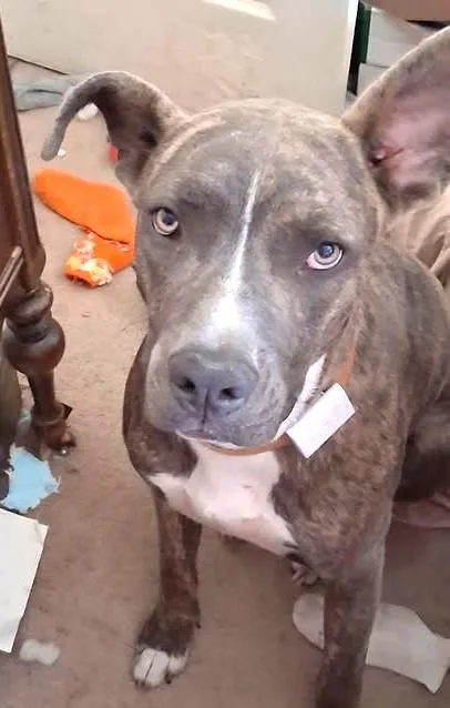 A young medium-sized male Pit Bull Terrier dog named Titus for adoption in Lewiston, ID