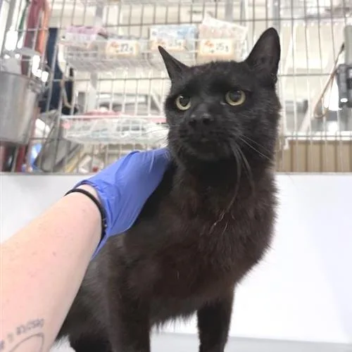 An adult medium-sized male Black Domestic Short Hair cat named Dandy for adoption in New York, NY