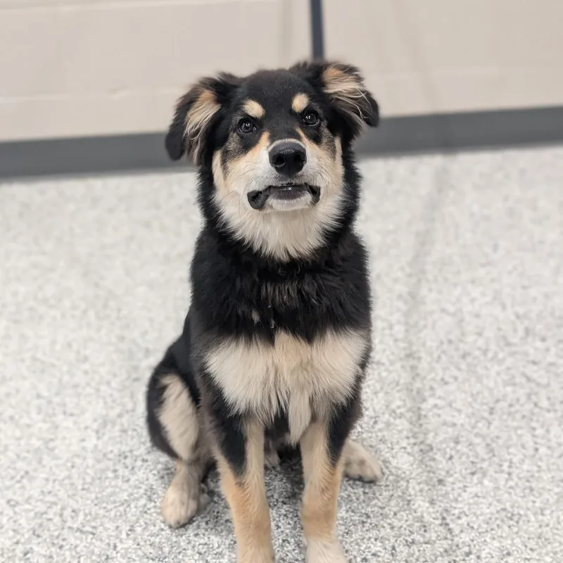 A young medium-sized male Black Australian Cattle Dog / Blue Heeler dog named Bruno for adoption in Smithville, TN