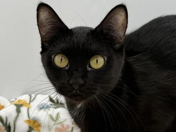 Pepper