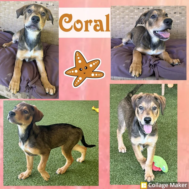 Coral