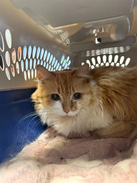 A senior large-sized female Domestic Long Hair cat named Tinkerbell for adoption in Fort Walton Beach, FL