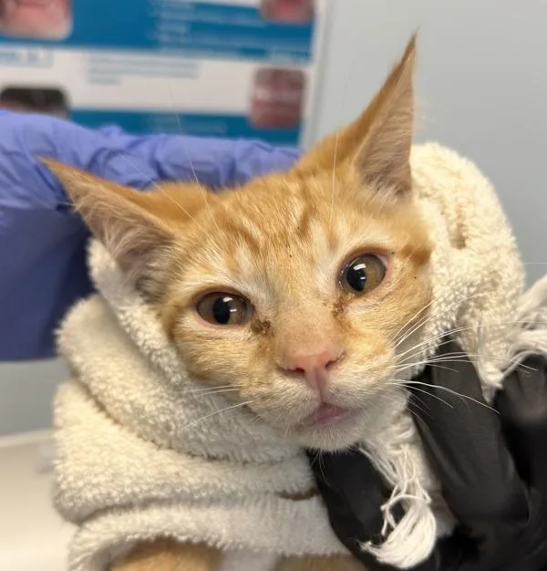 A baby small-sized male Domestic Short Hair cat named Farkle for adoption in El Cajon, CA
