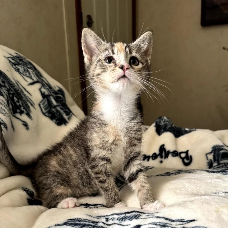 A baby small-sized female Brown / Chocolate Domestic Short Hair cat named Misha for adoption in Fairfax Station, VA