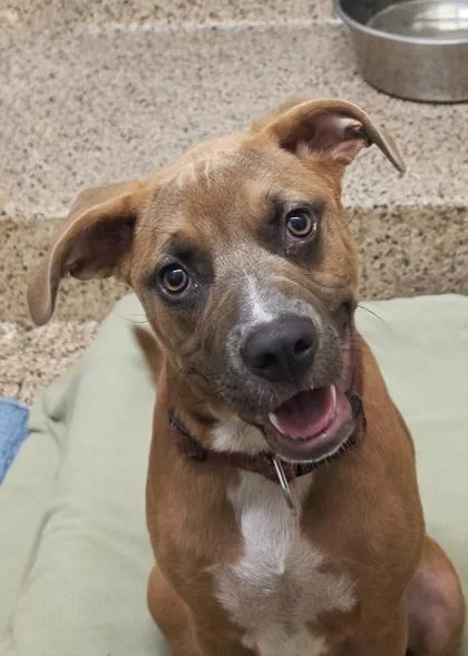 An adult medium-sized female Mixed Breed dog named Margot for adoption in Aiken, SC