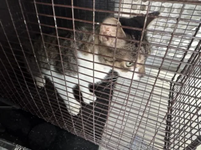 An adult small-sized female Domestic Short Hair cat named A for adoption in Texas City, TX