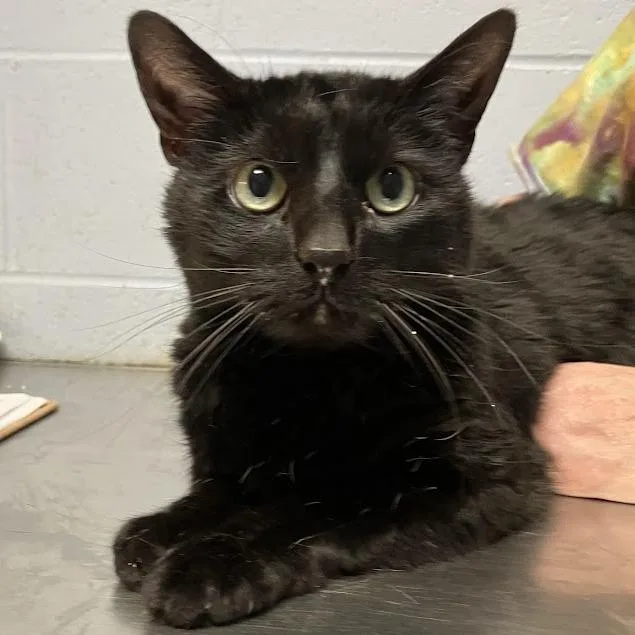 A senior large-sized female Black Domestic Short Hair cat named Nala for adoption in DeKalb, IL