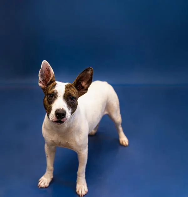 An adult medium-sized female Staffordshire Bull Terrier dog named Pen Duchess for adoption in Lawrenceville, GA