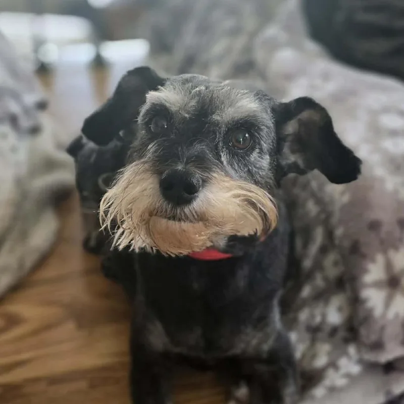An adult small-sized female Black Miniature Schnauzer dog named Trudy for adoption in Olathe, KS