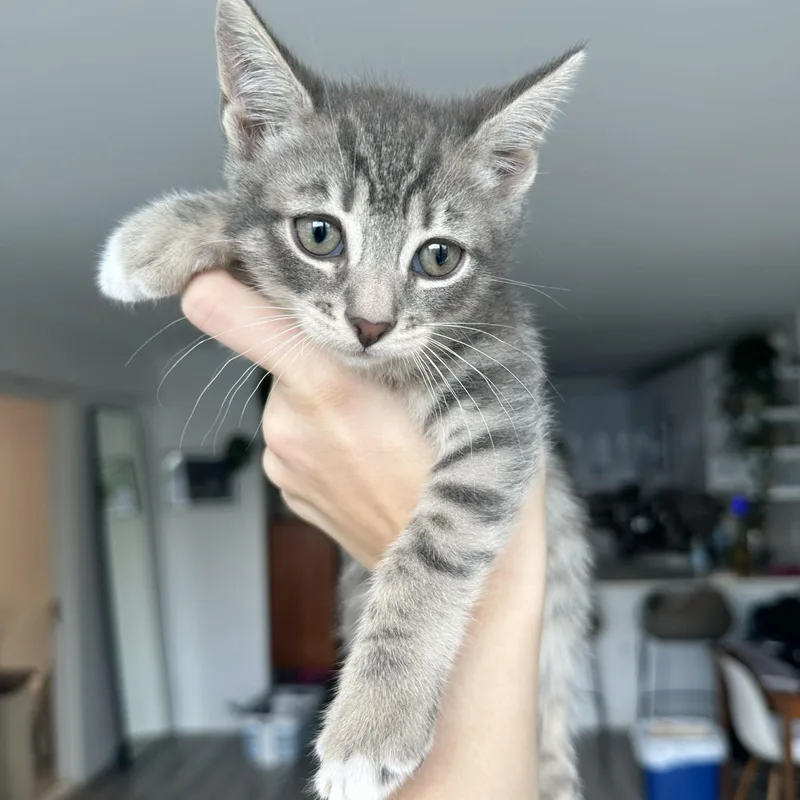 A baby medium-sized male Tabby (Gray / Blue / Silver) Domestic Short Hair cat named Rumple for adoption in BROOKLYN, NY