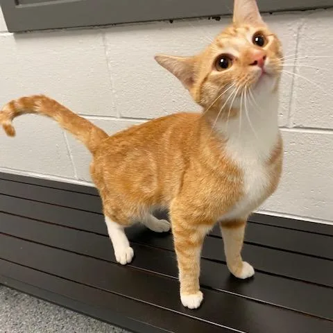 A young medium-sized male Orange / Red Domestic Short Hair cat named Fezco for adoption in Dayton, OH
