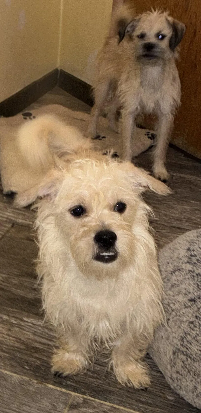 A baby small-sized male Terrier dog named Bubba & Pal for adoption in Apple Valley, CA