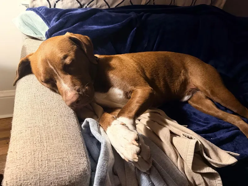 An adult large-sized male Brown / Chocolate Labrador Retriever dog named Zeus for adoption in Lancaster, PA
