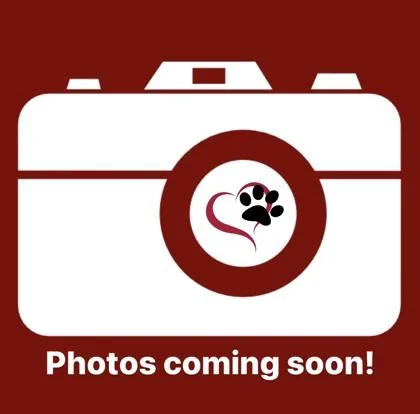 A baby small-sized male Domestic Short Hair cat named Whipped Cream for adoption in Traverse City, MI