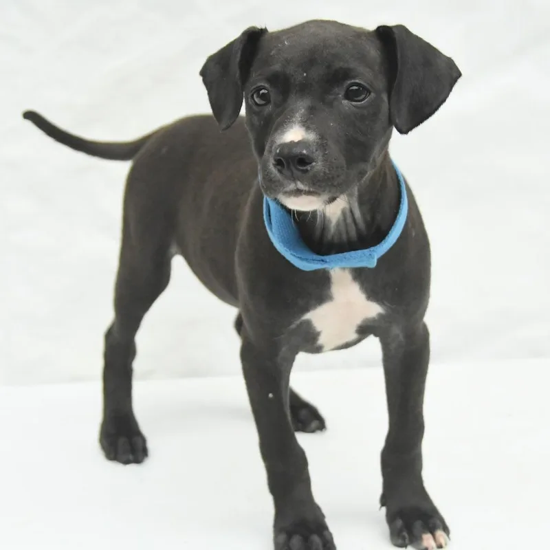 A baby medium-sized female Black Mountain Cur dog named Francis for adoption in Natchez, MS
