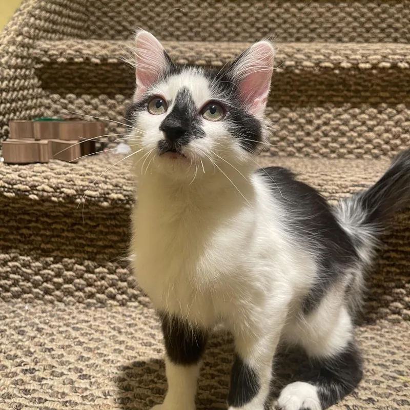 A baby small-sized male White Domestic Long Hair cat named Milkshake for adoption in Layton, UT