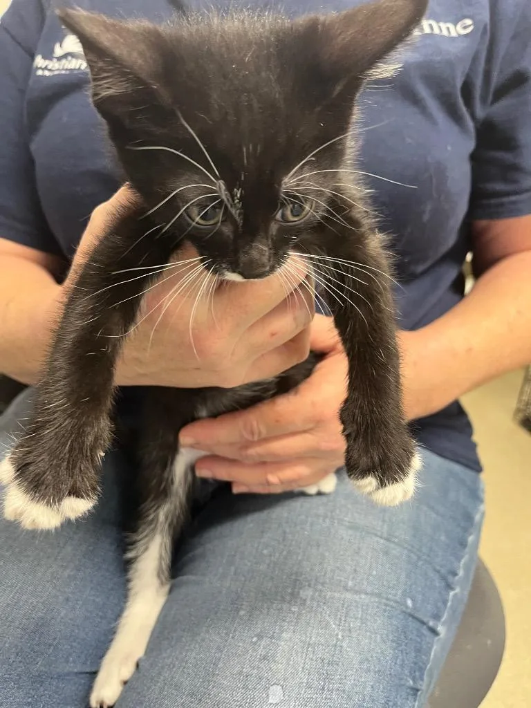 A baby small-sized male Domestic Short Hair cat named Mojo for adoption in Hopkinsville, KY