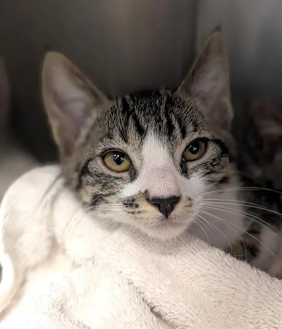 A baby small-sized male Domestic Short Hair cat named Toast for adoption in Sacramento, CA