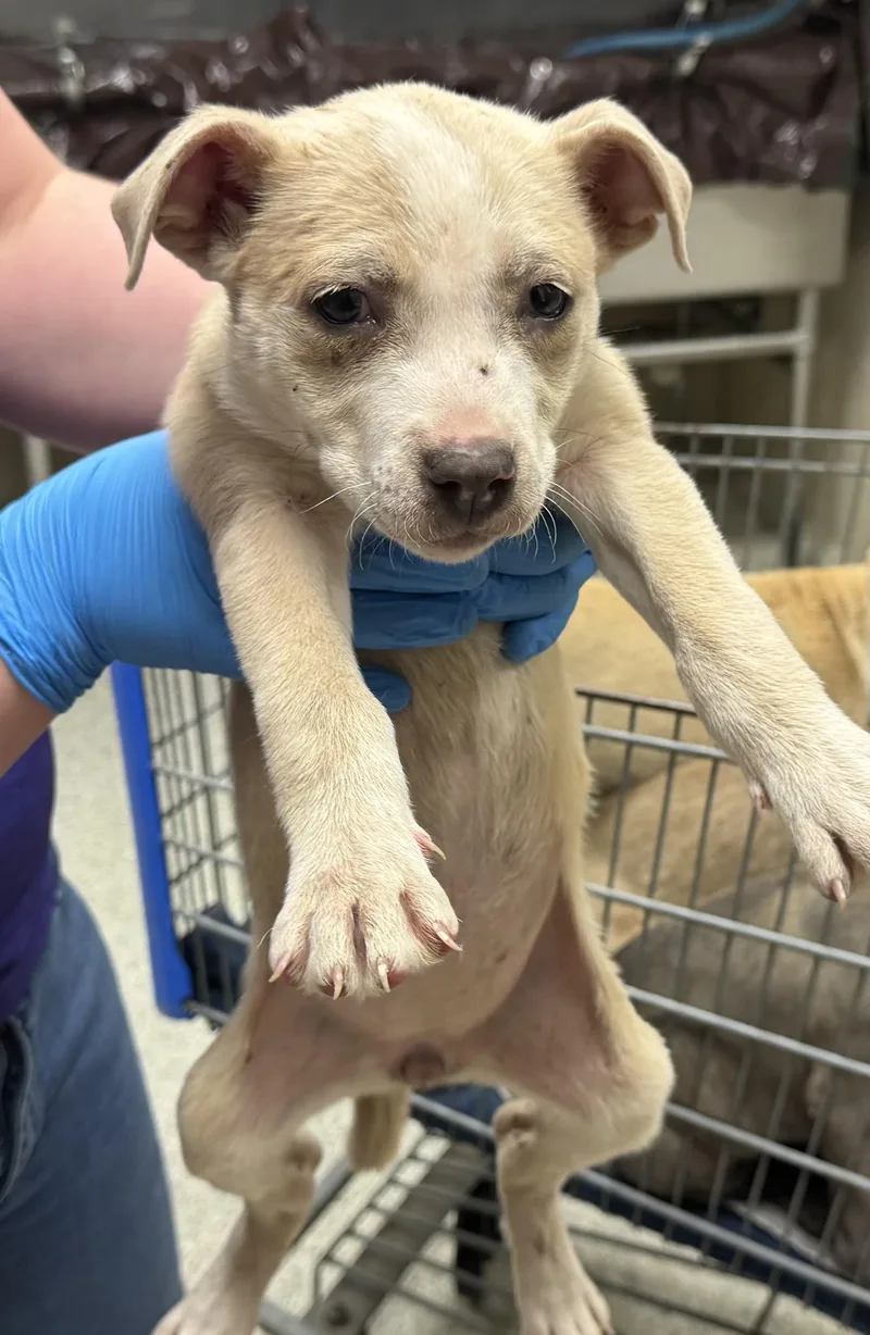A baby small-sized female Pit Bull Terrier dog named Madeline for adoption in Conroe, TX