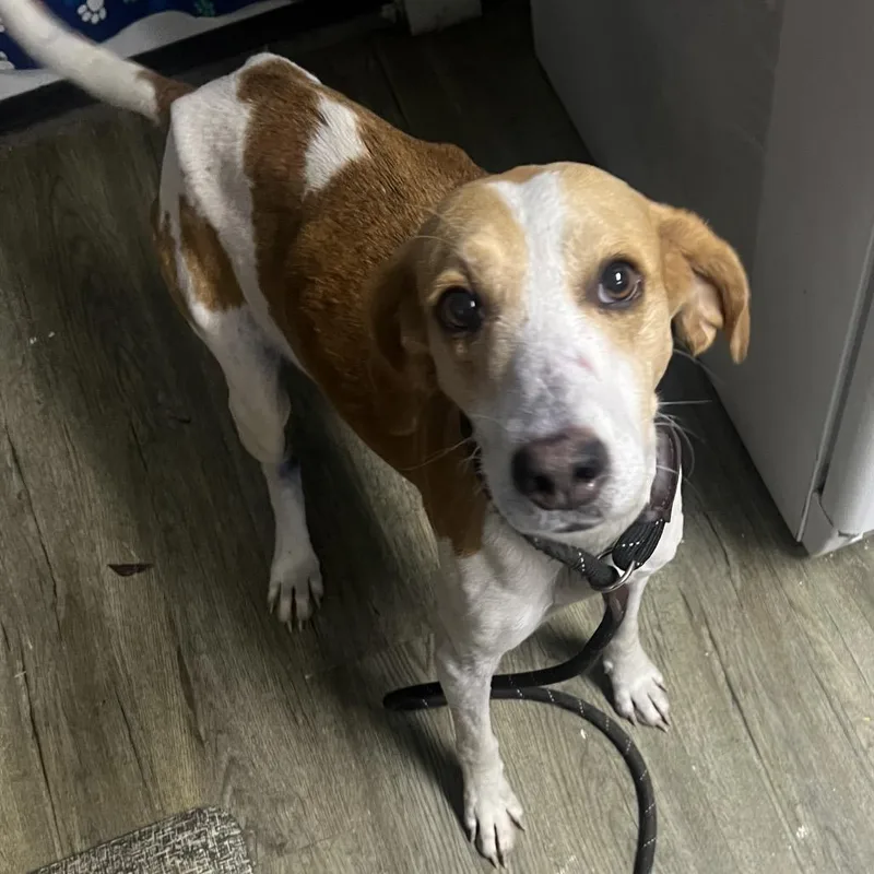 An adult medium-sized female White / Cream Hound dog named Lemonade for adoption in Summerville, SC