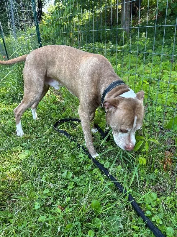 A young large-sized male Pit Bull Terrier dog named Knox for adoption in Cortland, NY